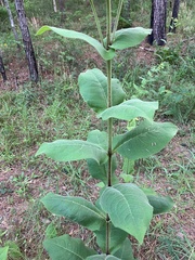 Silphium glutinosum