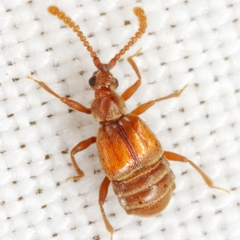 Atinus monilicornis