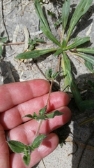 Gossypianthus lanuginosus