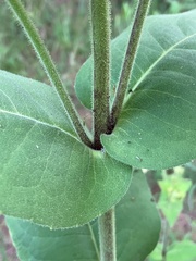 Silphium glutinosum