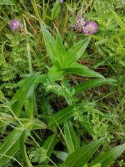 Gentiana cruciata