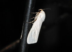 Ustjuzhania lineata