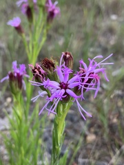 Liatris oligocephala