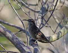 Upucerthia saturatior