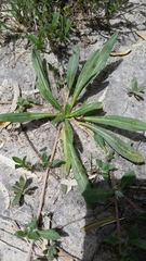 Gossypianthus lanuginosus