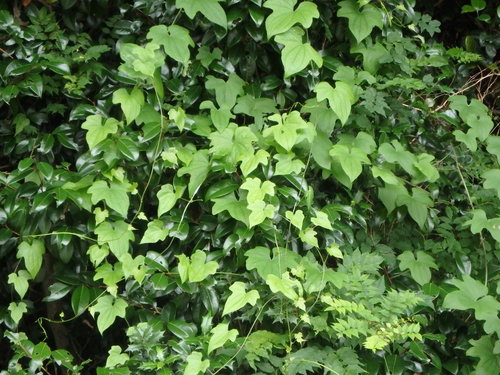 Dioscorea quinquelobata, photograph 5