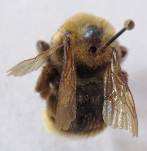 Ashton's Cuckoo Bumble Bee photo 3