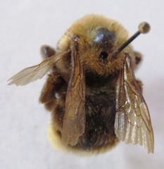 Bombus ashtoni