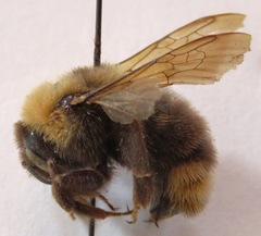Bombus ashtoni