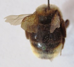 Bombus ashtoni