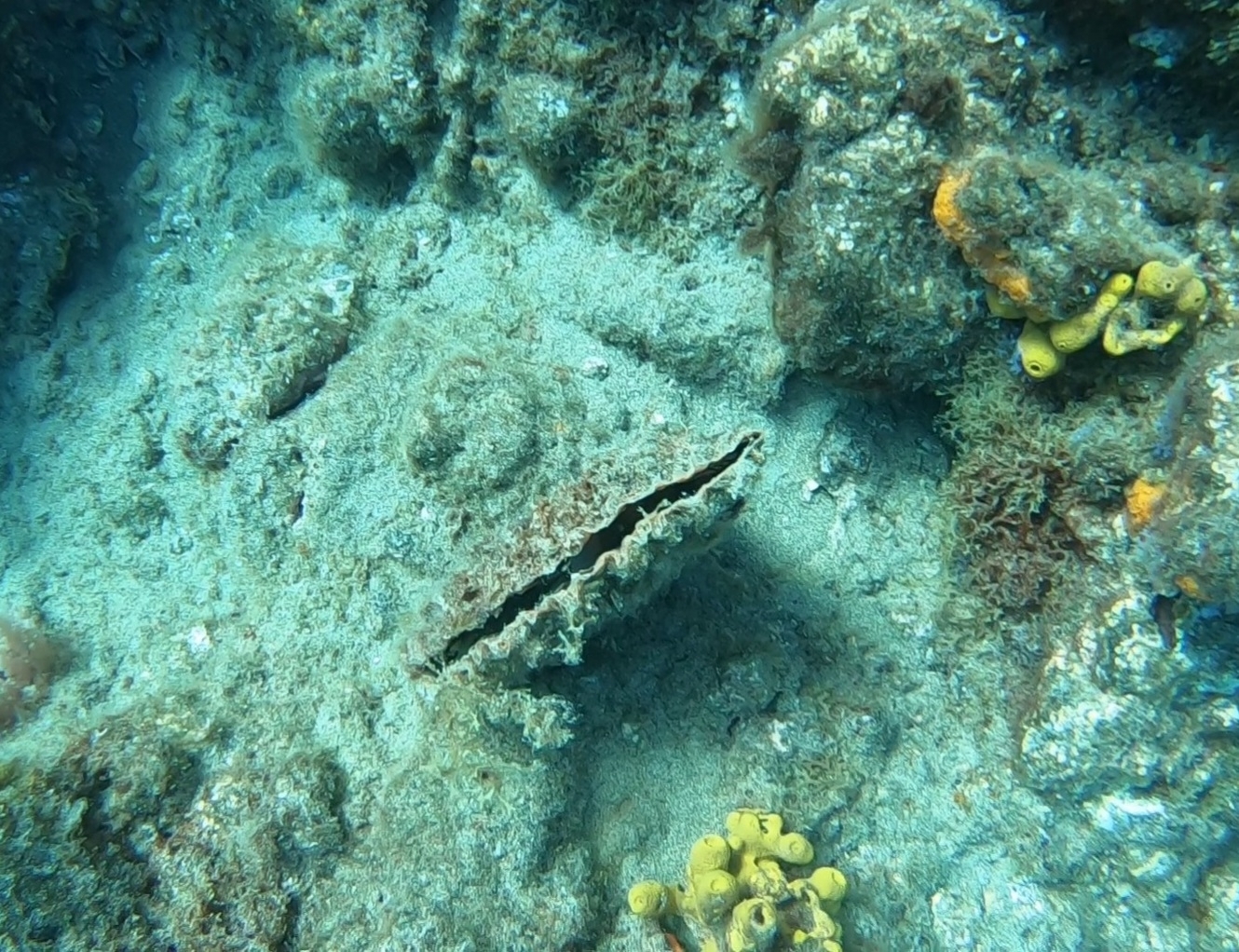Pinna rudis