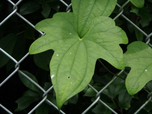 Dioscorea quinquelobata, photograph 6