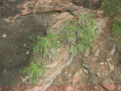 Lomatium latilobum
