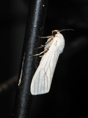 Ustjuzhania lineata