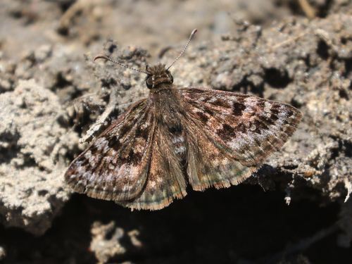 Mottled Duskywing photo 5