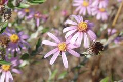 Athrixia phylicoides