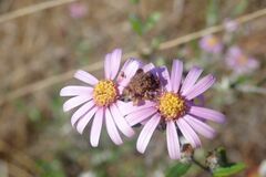 Athrixia phylicoides