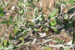 Athrixia phylicoides