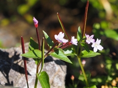 Epilobium nutans