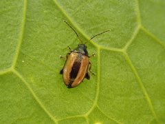 Phyllotreta armoraciae