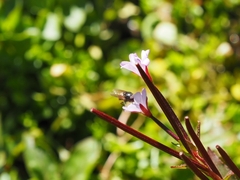 Epilobium nutans
