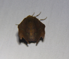Phyllodonta