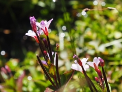 Epilobium nutans