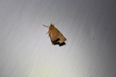 Phyllodonta