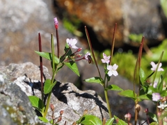 Epilobium nutans