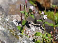 Epilobium nutans