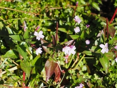 Epilobium nutans