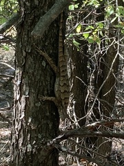 Sceloporus olivaceus