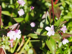 Epilobium nutans