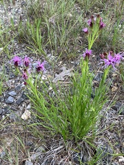 Liatris oligocephala