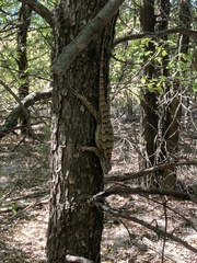 Sceloporus olivaceus