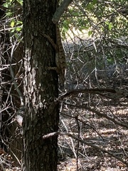 Sceloporus olivaceus