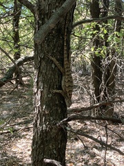 Sceloporus olivaceus