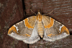 Eulithis pyropata