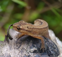 Lissotriton vulgaris