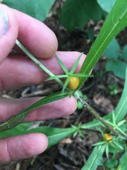 Triosteum aurantiacum