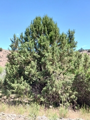 Juniperus occidentalis