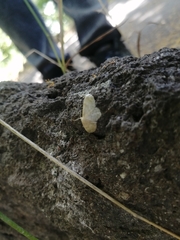 Idaea aversata