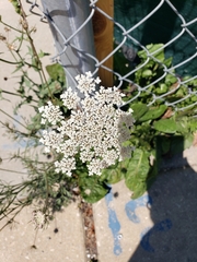 Daucus carota