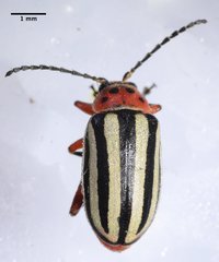 Disonycha latiovittata