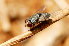 Azeliinae