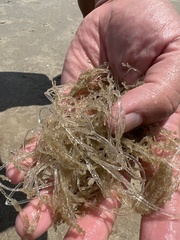 Amathia verticillata