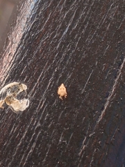 Insecta