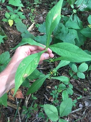 Triosteum aurantiacum