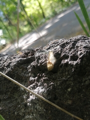 Idaea aversata
