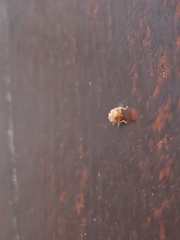 Insecta